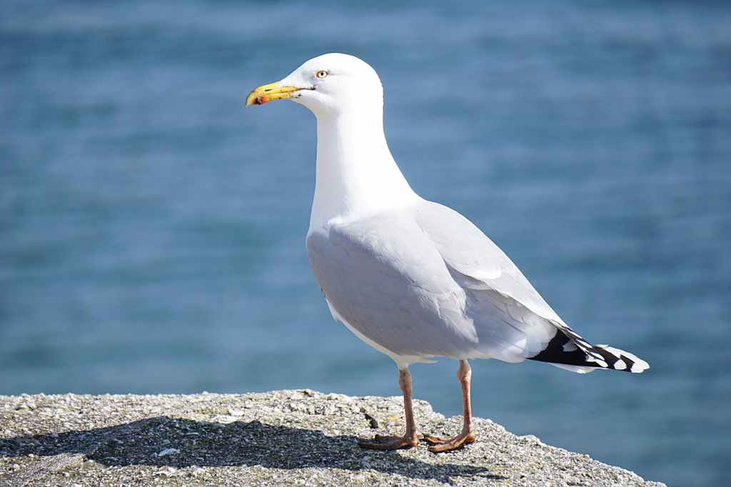 Photo of a large seagull with a threatening aura, stood on a seawall.